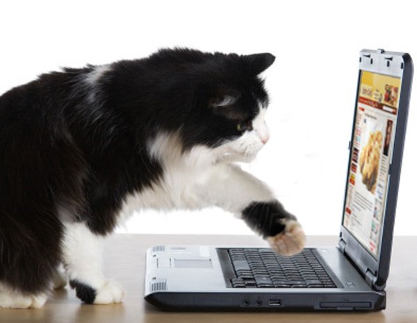 Leave me alone! I'm updating my Stephencooks subscription...